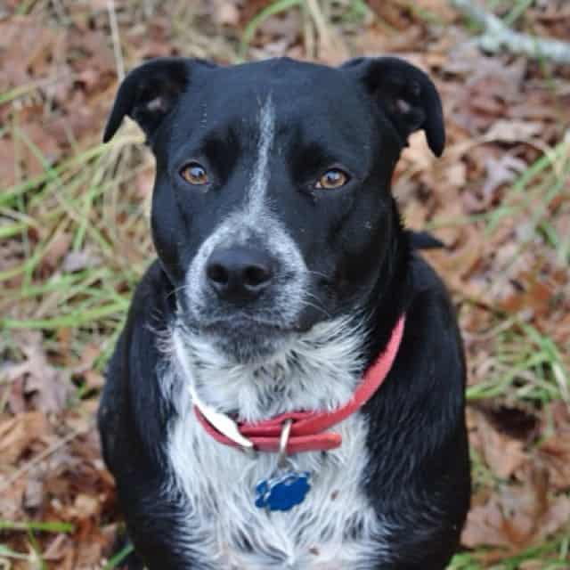 cane corso border collie mix