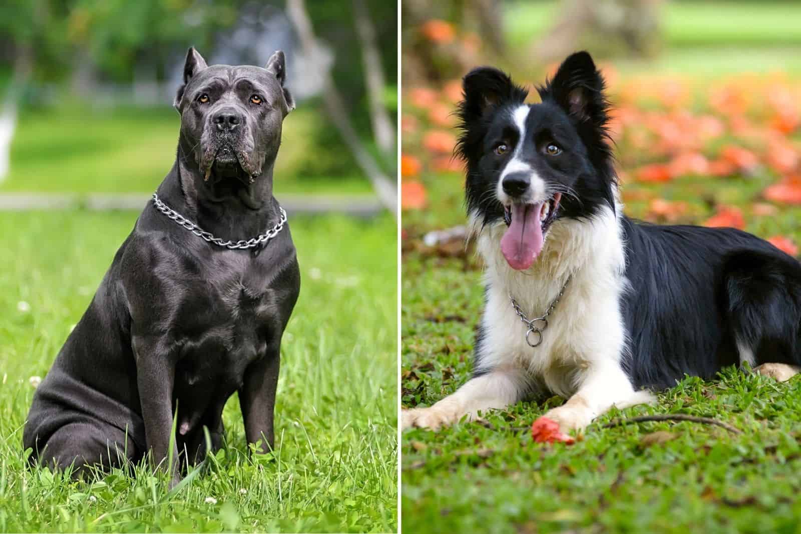 cane corso border collie mix