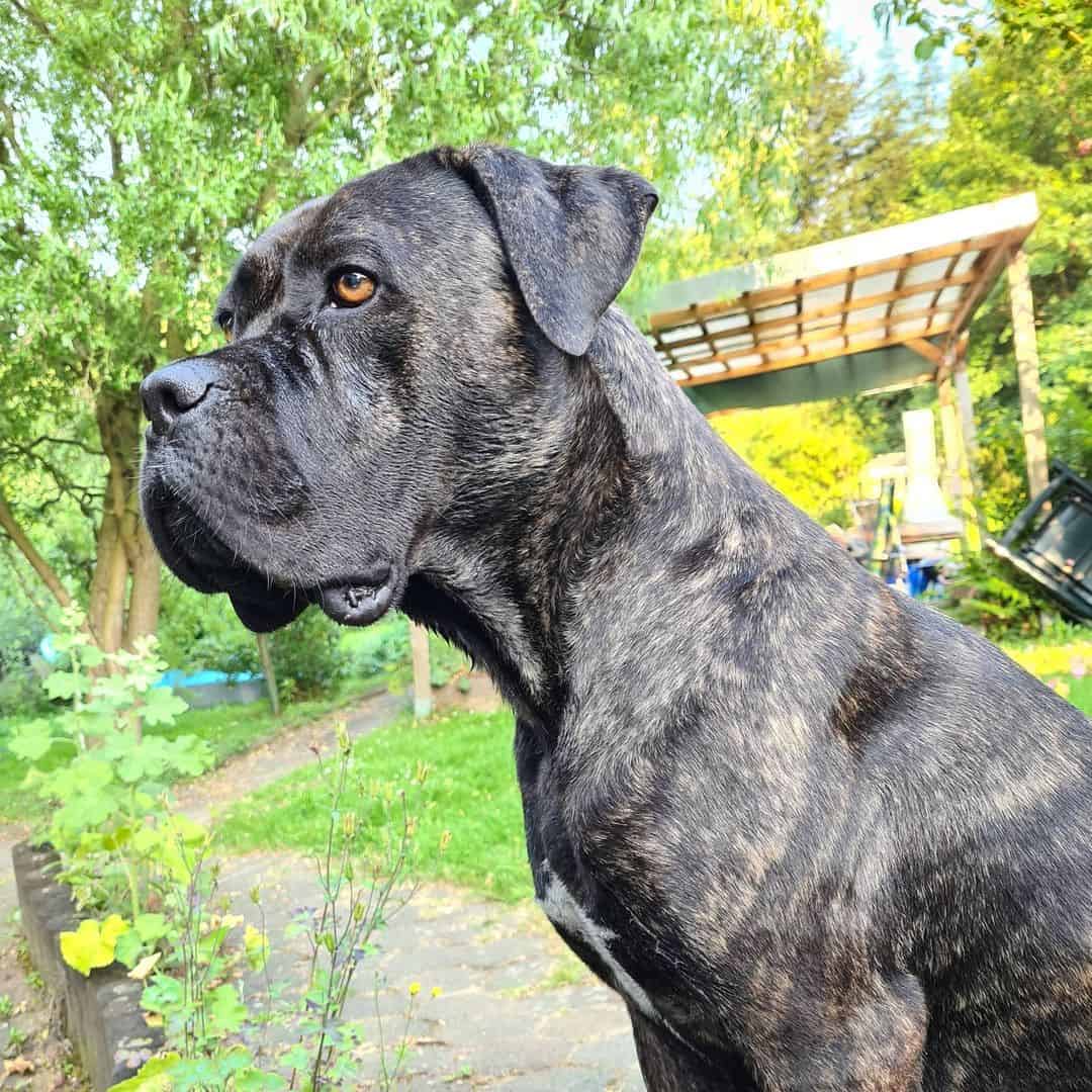 cane corso boxer mix