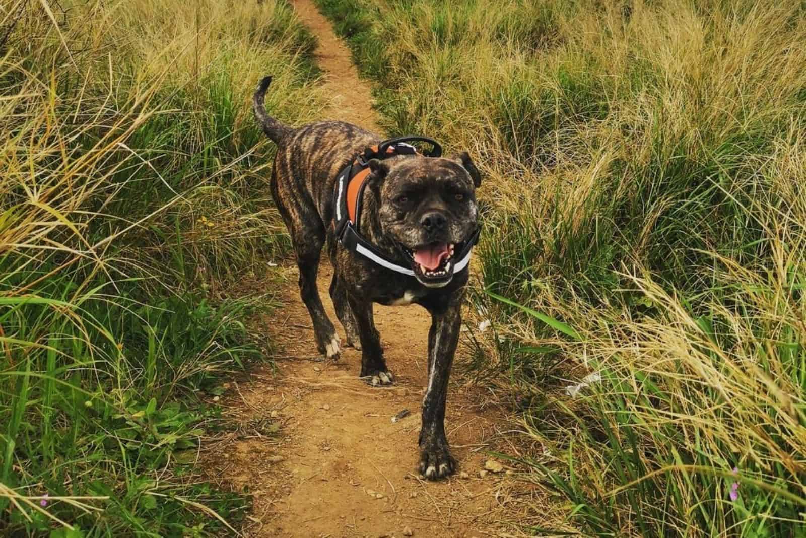 cane corso boxer mix dog