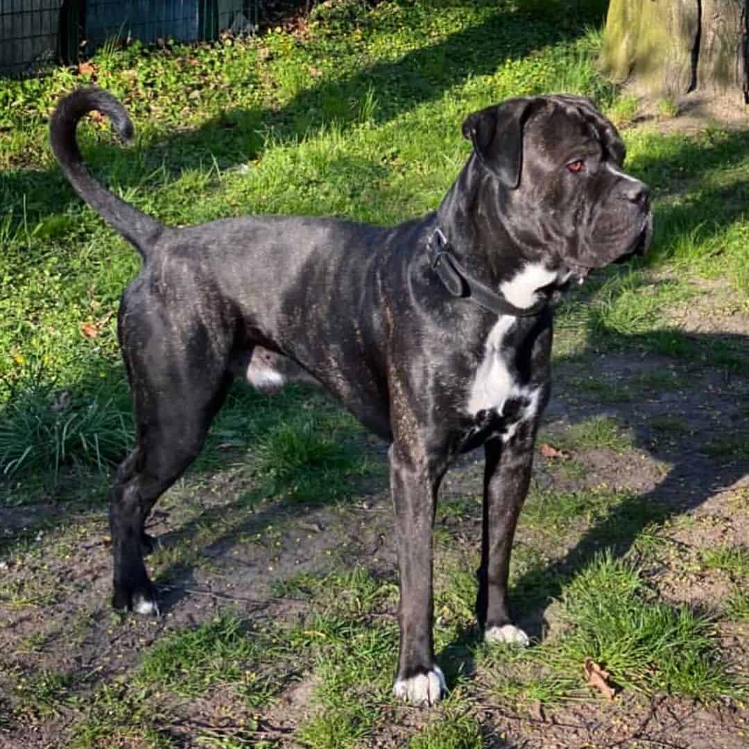 cane corso bulldog mix