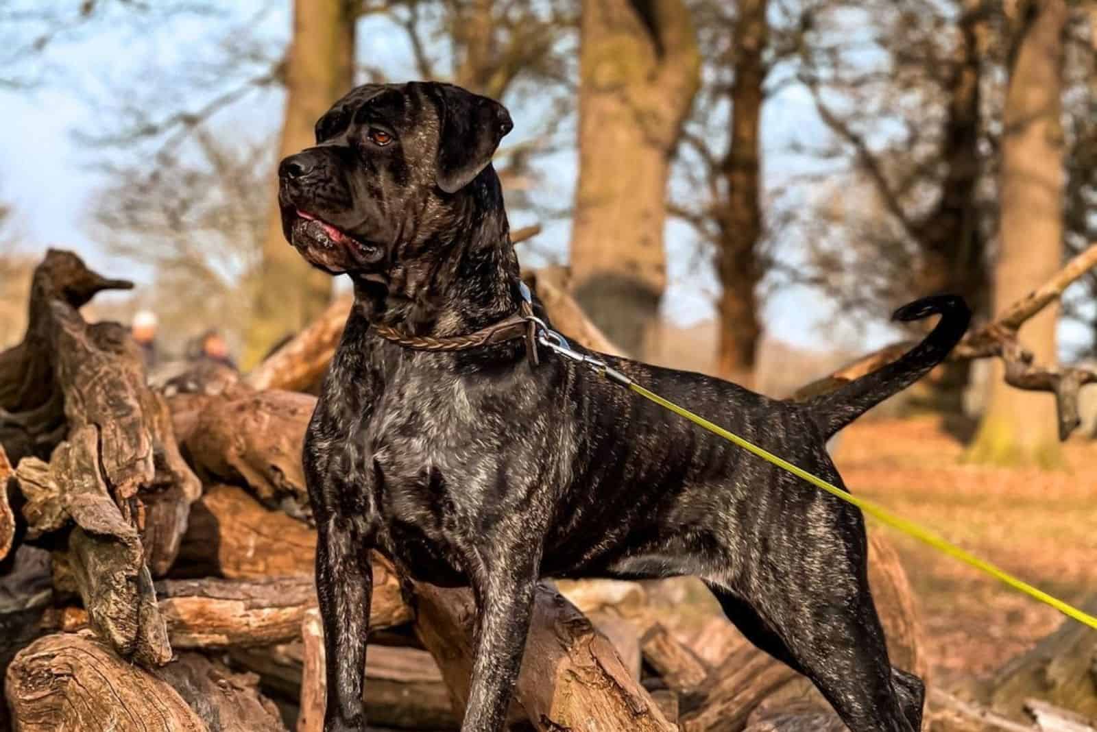 Cane Corso Bullmastiff Mix: A Big Dog With A Heart Of Gold