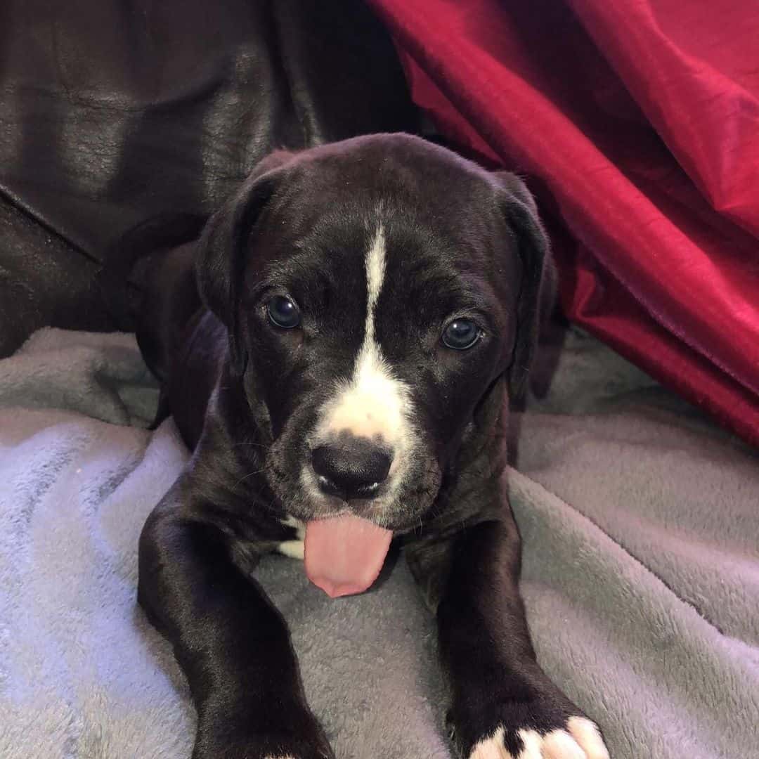 Cane Corso Bullmastiff Mix Puppy