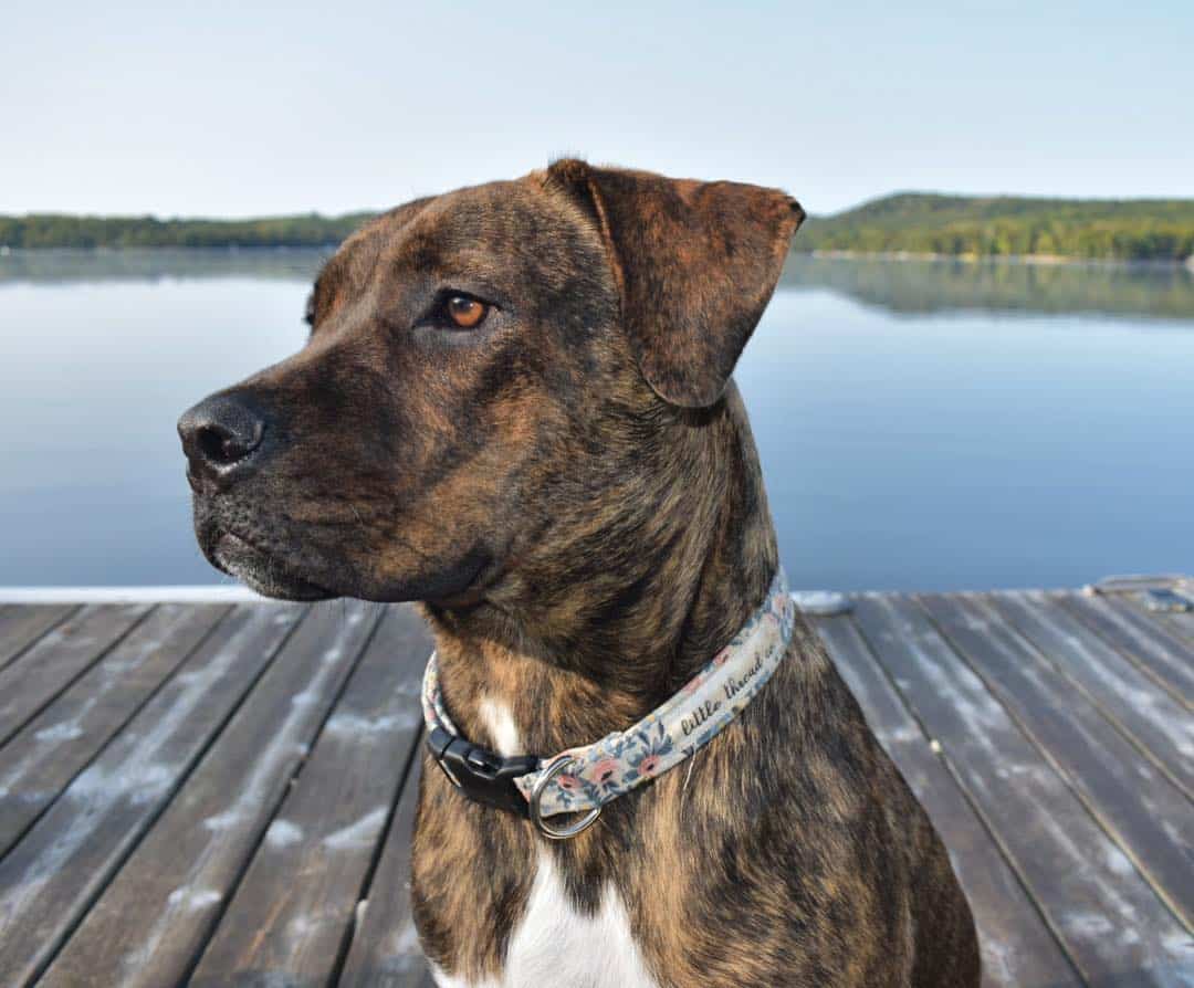 cane corso bullmastiff mix