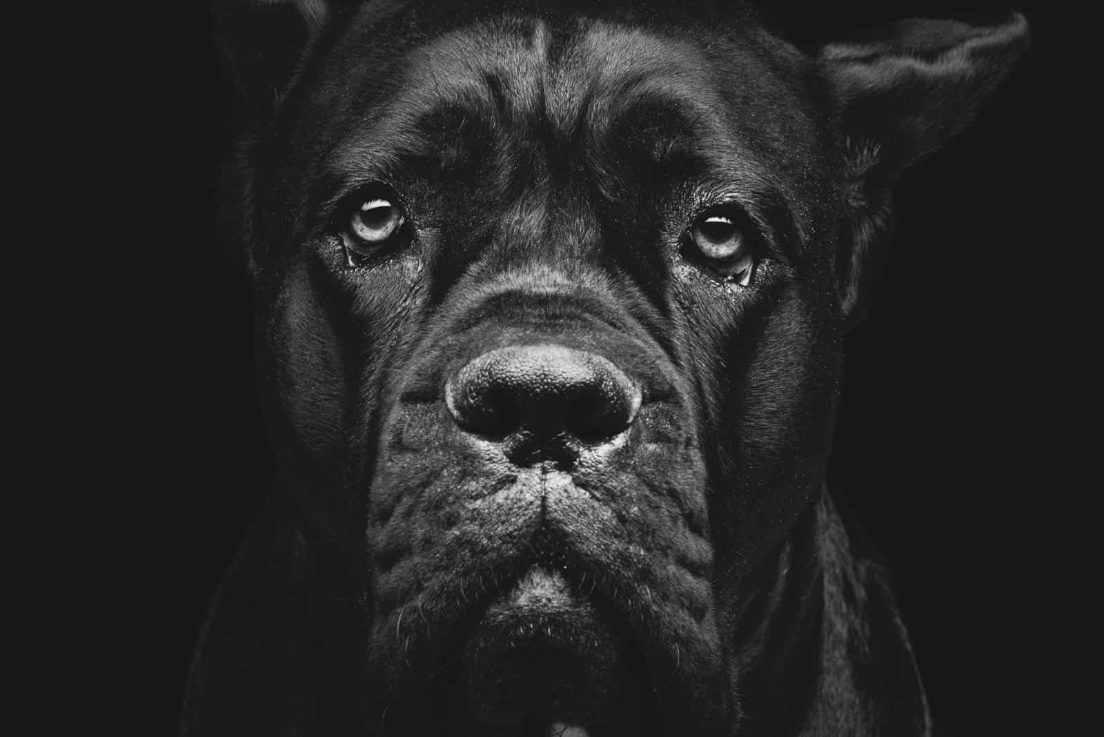 cane corso cute eyes