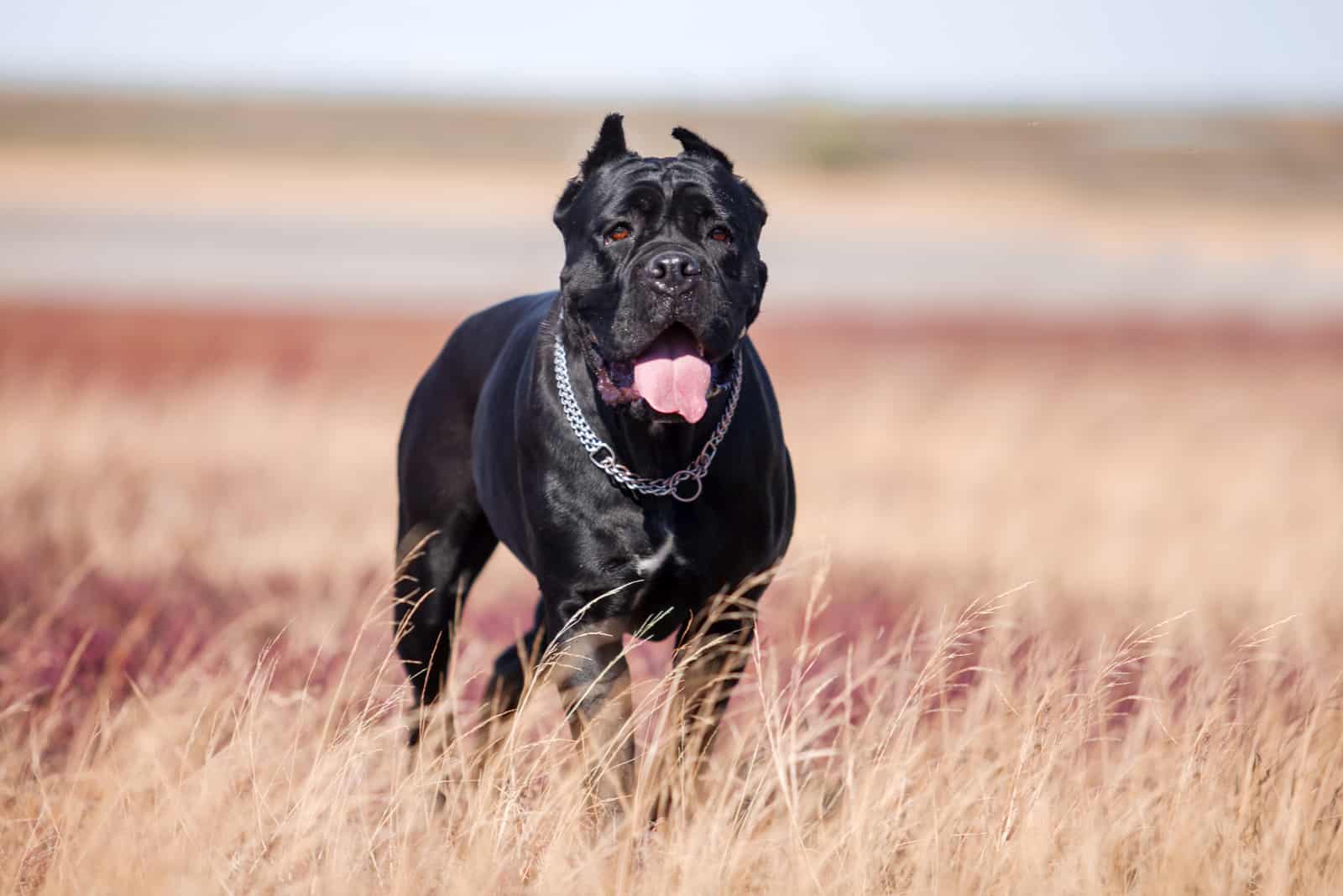 cane corso dog in field