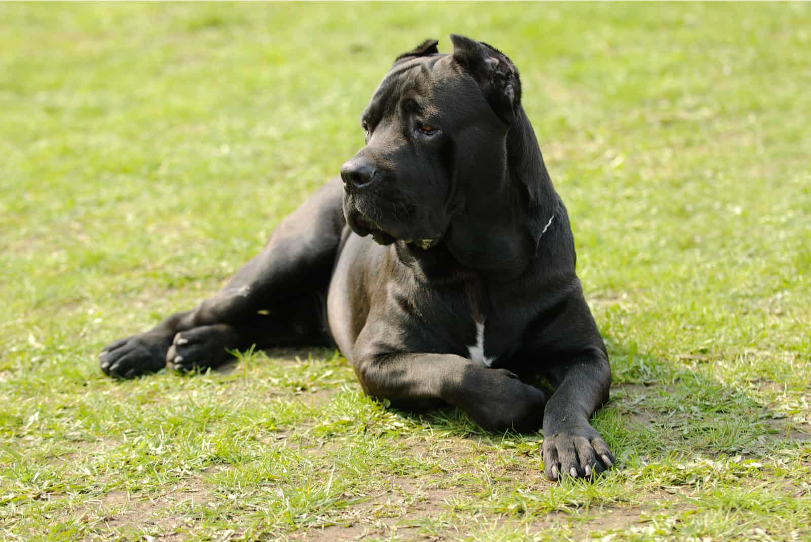 Cane corso dog in the garden