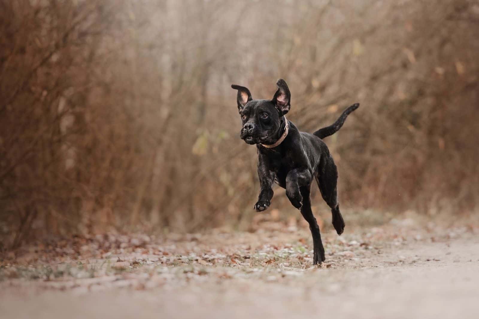 cane corso dog running in the forest