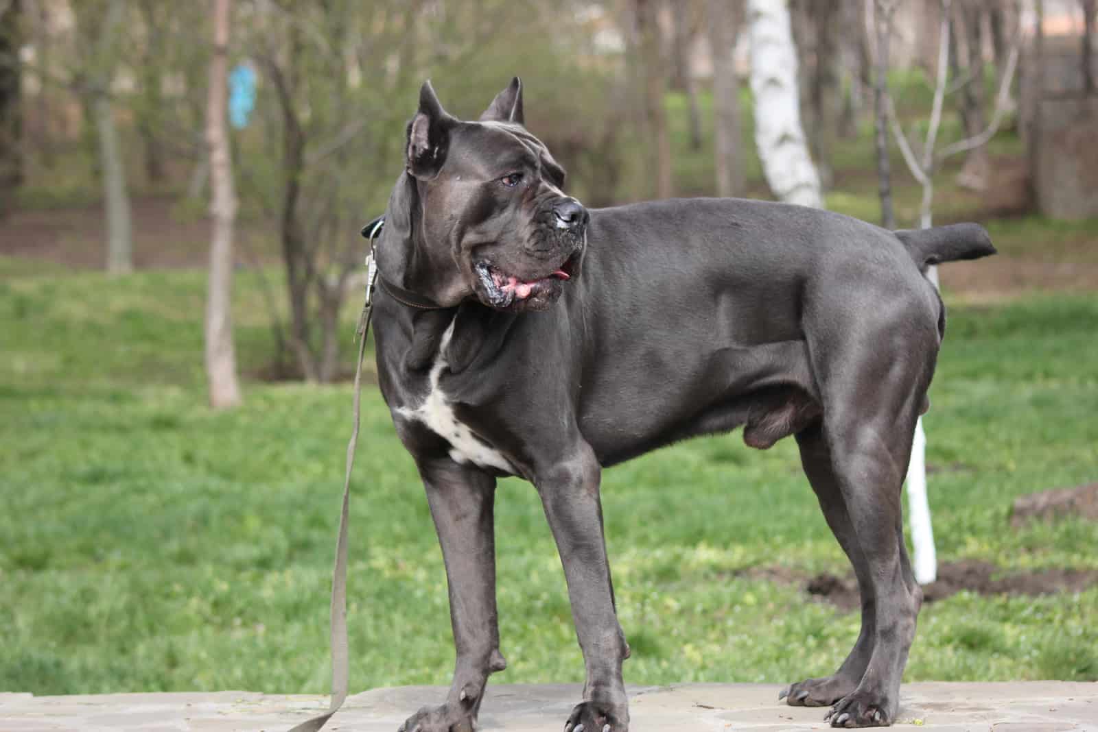 Cane Corso dog standing in nature