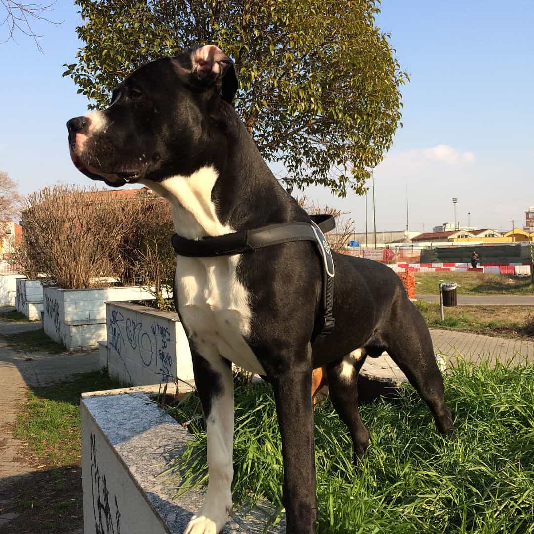 Cane Corso Dogo Argentino Mix standing outside