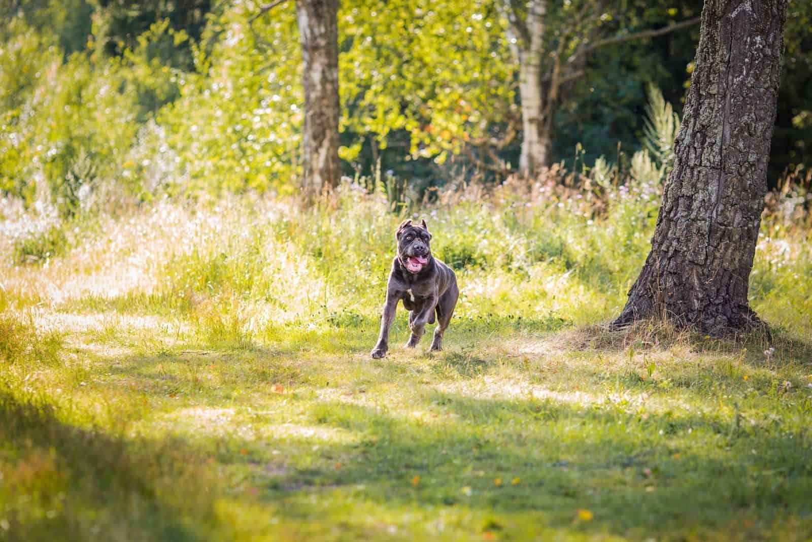 cane corso exercising in the forest/ lawn