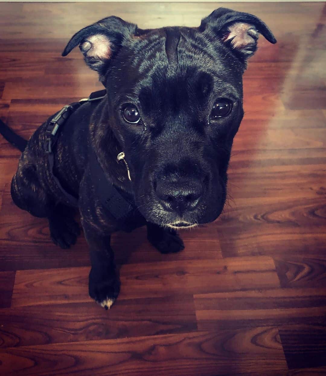 cane corso french bulldog mix