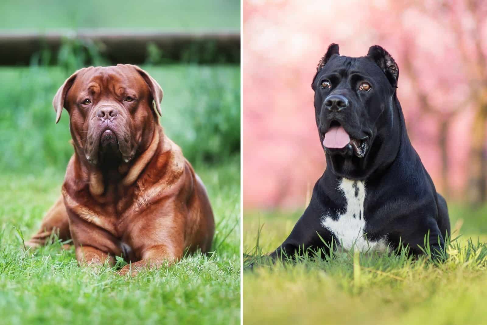 cane corso french mastiff mix