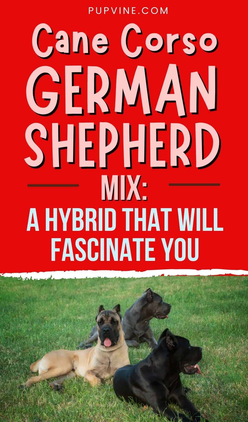 Cane Corso German Shepherd Mix A Hybrid That Will Fascinate You