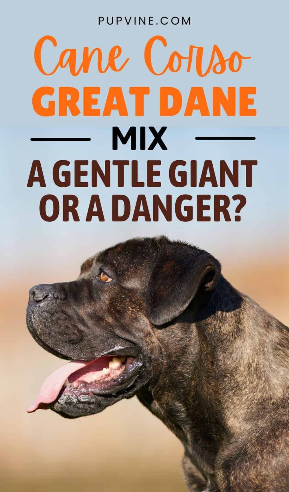 Cane Corso Great Dane Mix – A Gentle Giant Or A Danger