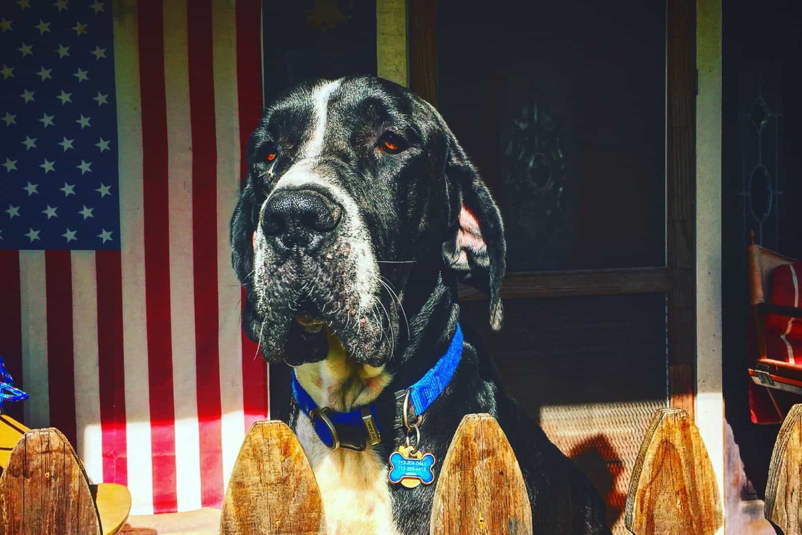 Cane Corso Great Dane Mix – A Gentle Giant Or A Danger?