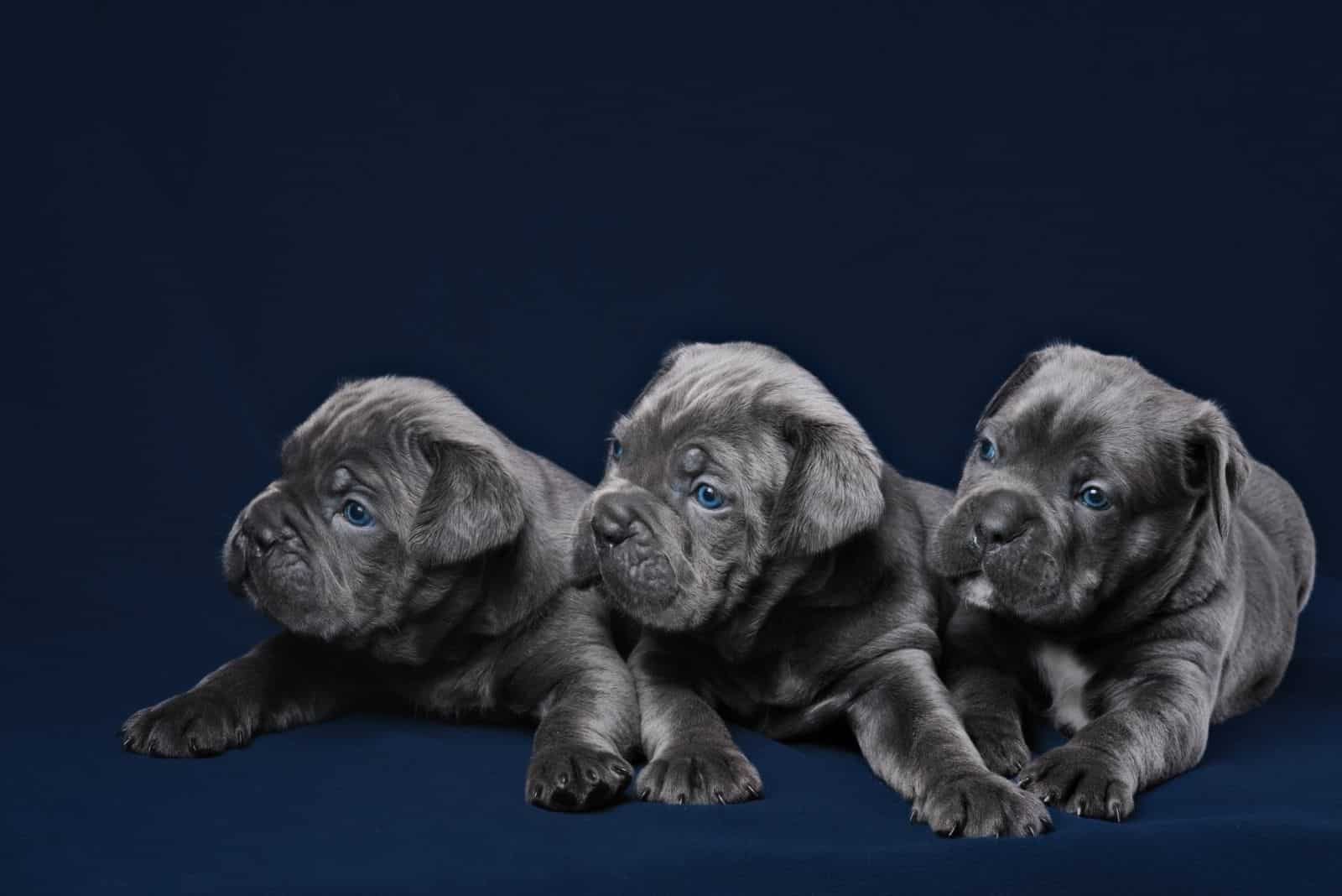 cane corso great dane puppies in black background