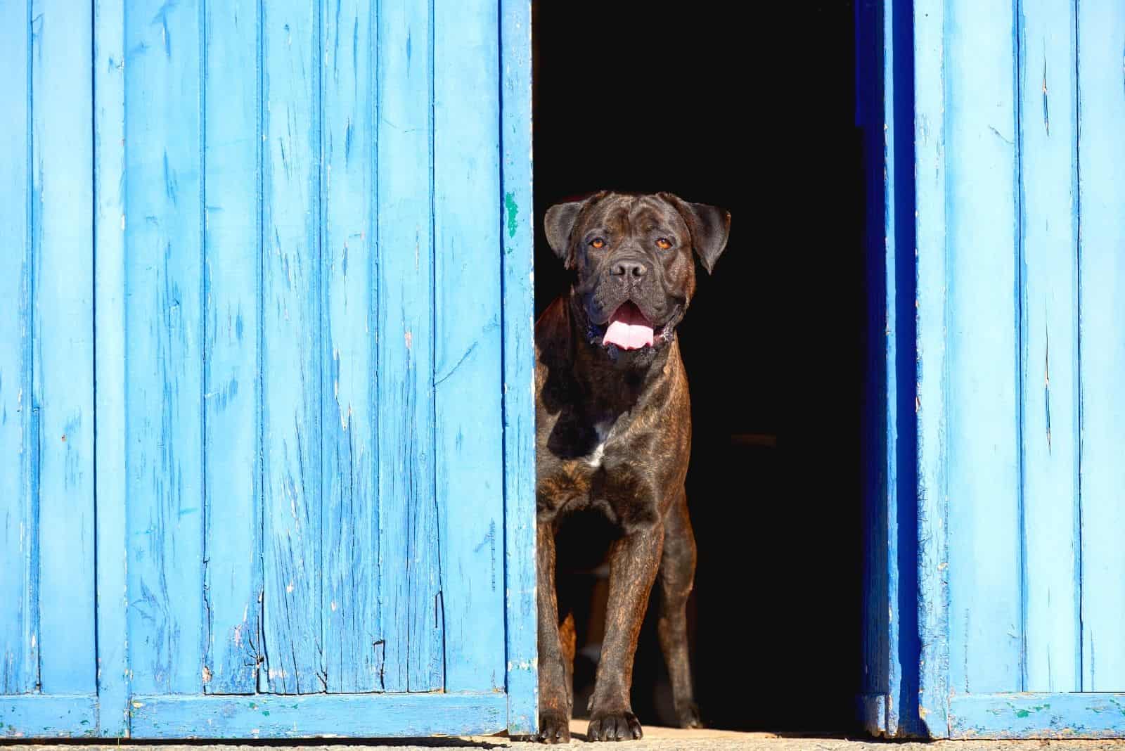 cane corso inside a blue barn house behind the doors