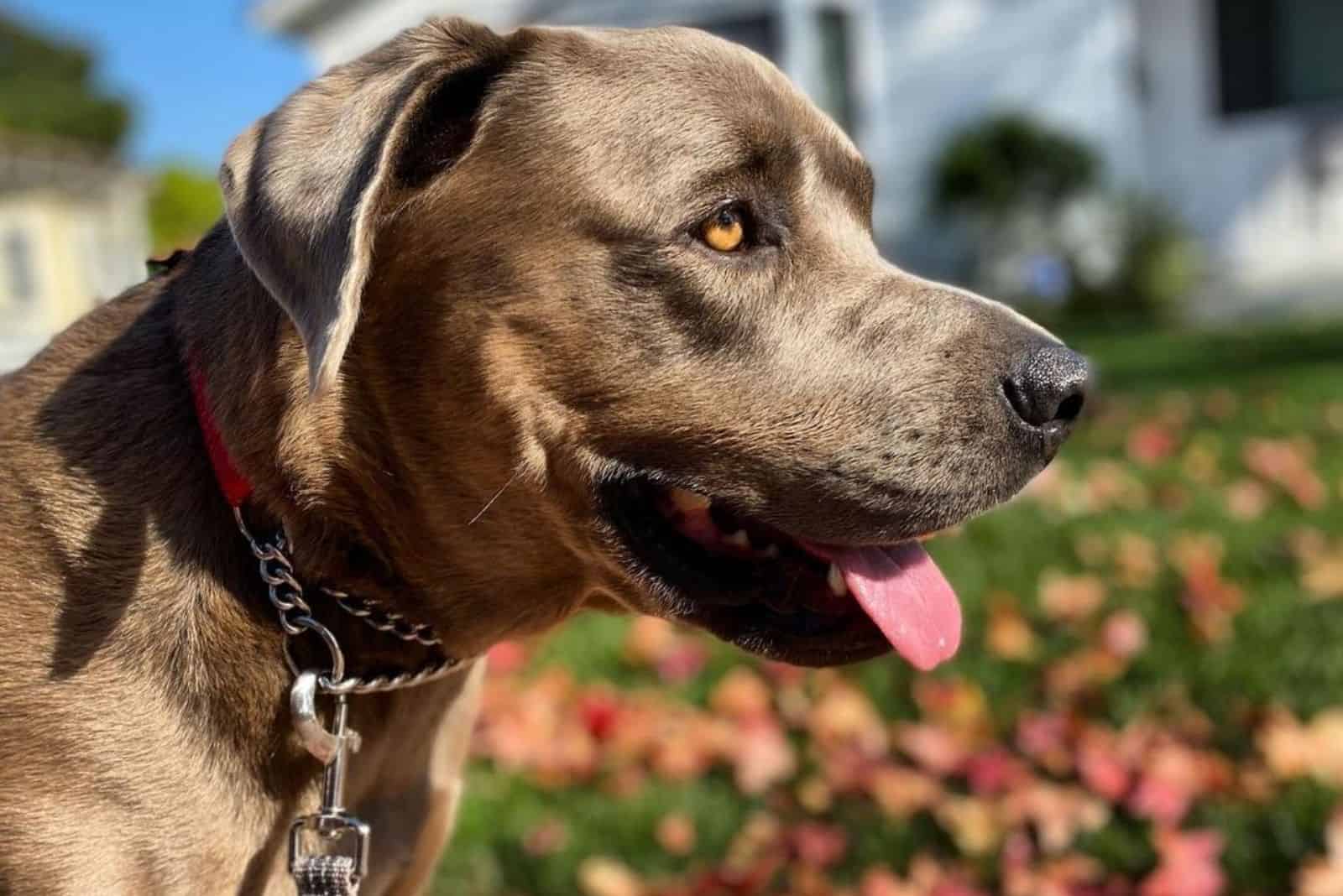 Cane Corso Lab Mix: This Hybrid Will Sweep You Off Your Feet