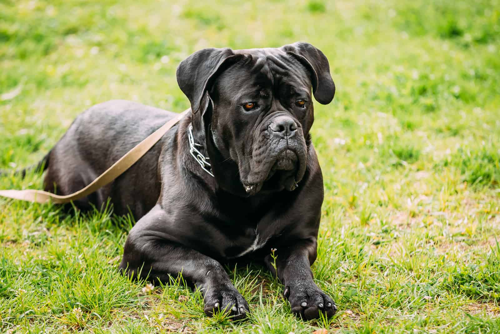 Cane Corso lies on the grass