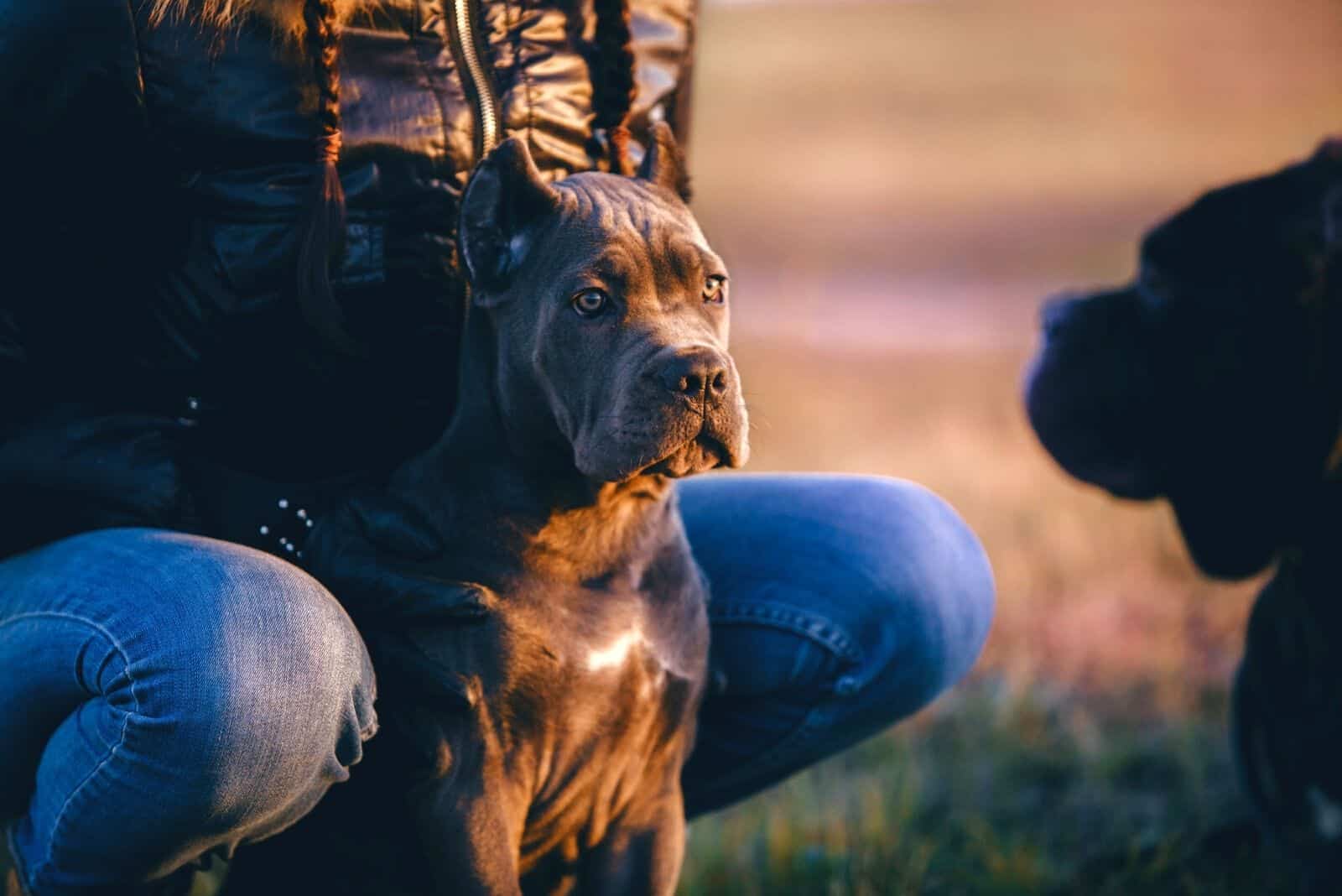 cane corso looking at the other dog before a fight