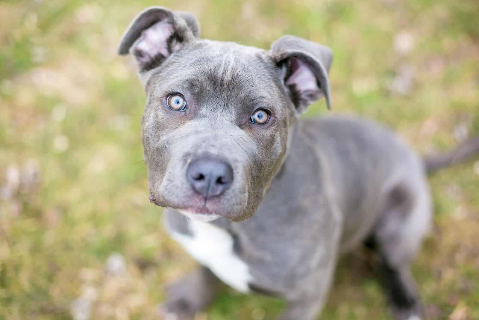 cane corso mix puppy looking up at the camera