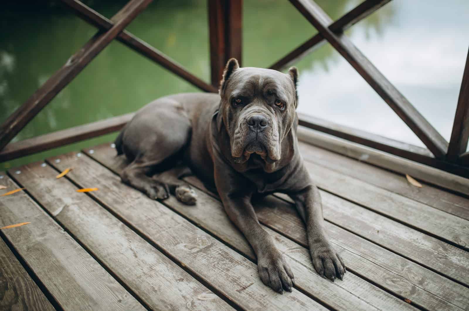 cane corso on a deck