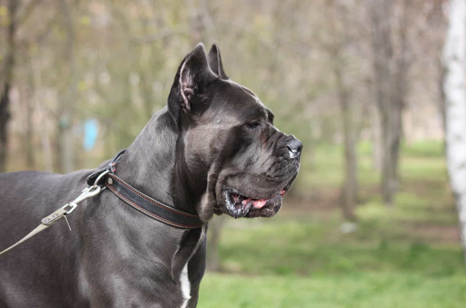 cane corso on a leash