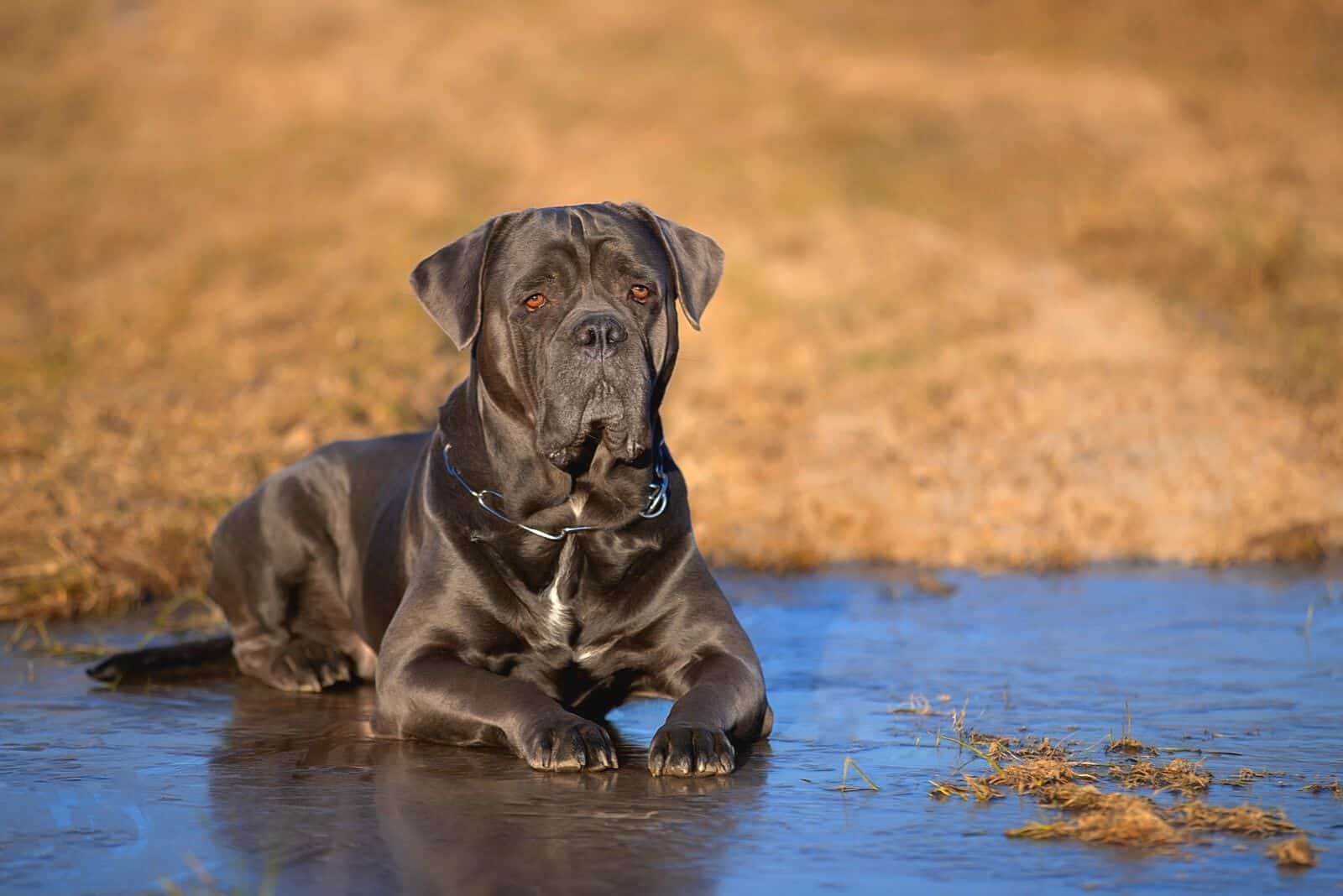 cane corso on ice lake lying down