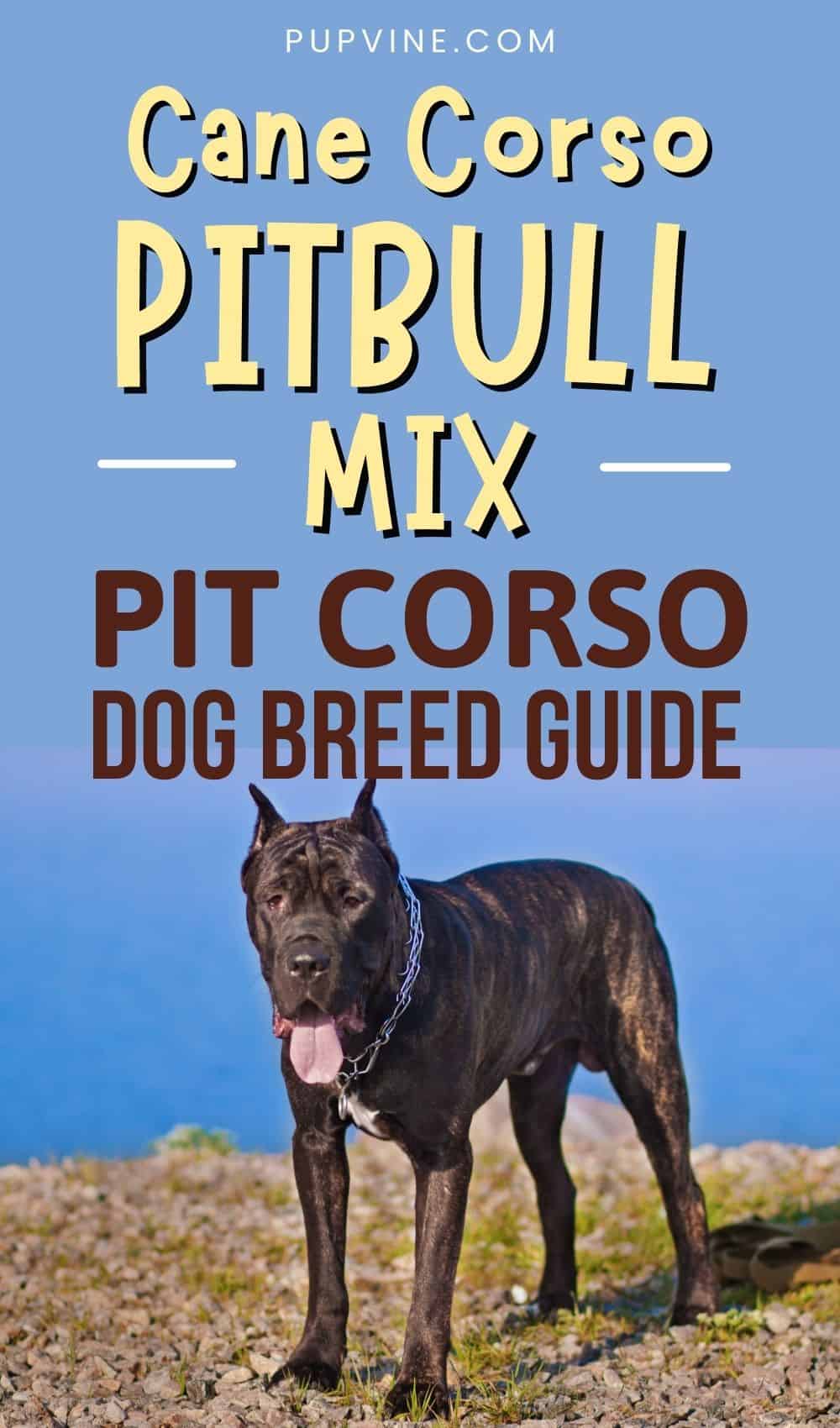 Cane Corso Pitbull Mix – Pit Corso Dog Breed Guide