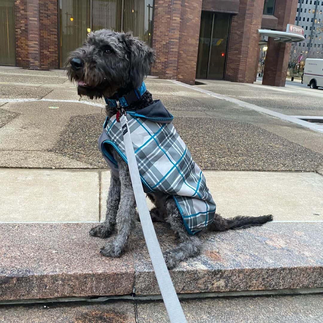 cane corso poodle mix