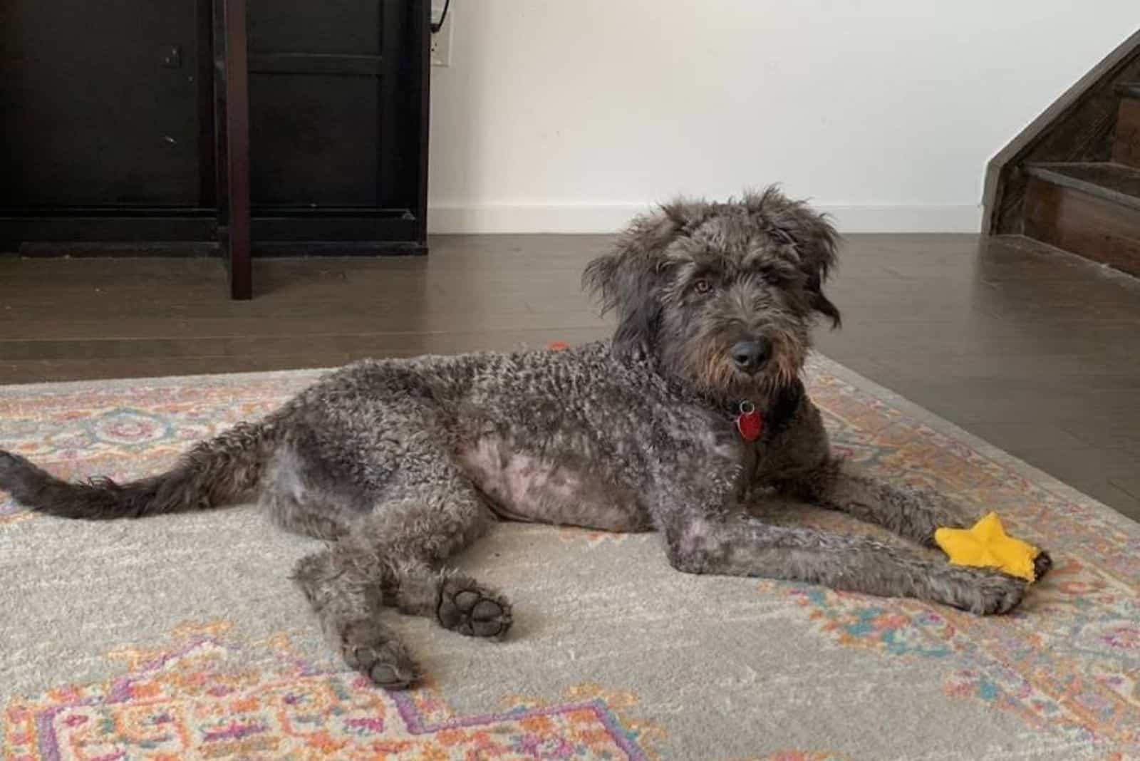 cane corso poodle mix canoodle