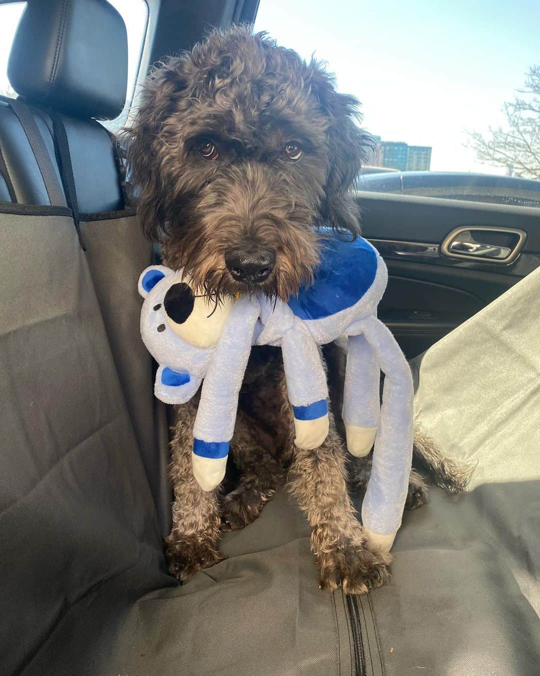 cane corso poodle mix dog sitting in the car