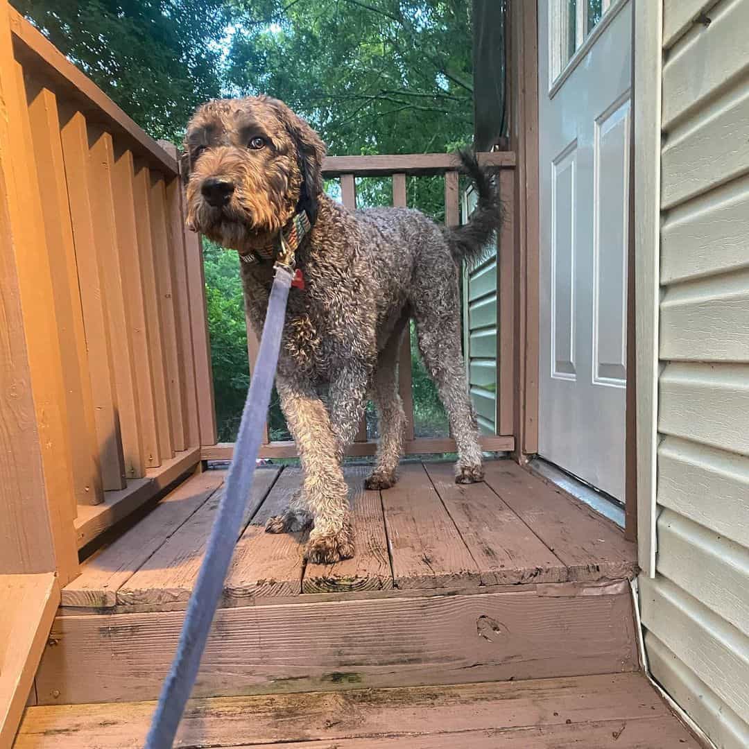 cane corso poodle mix