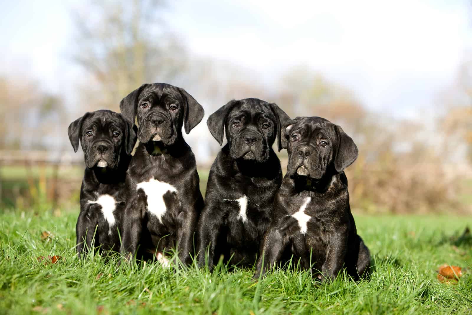 Cane Corso Puppies on grass