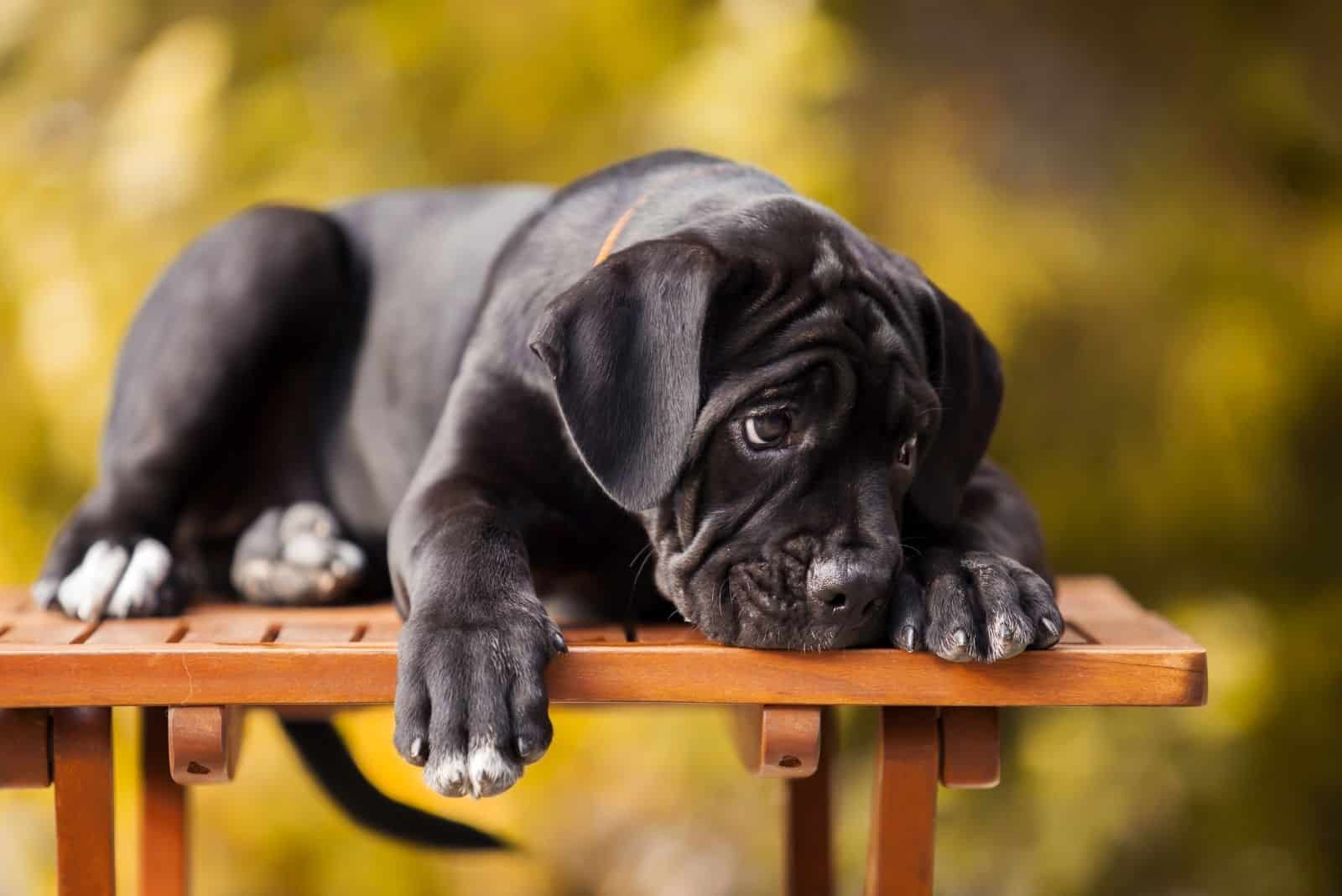 cane corso puppy lying on a wooden bench outdoors