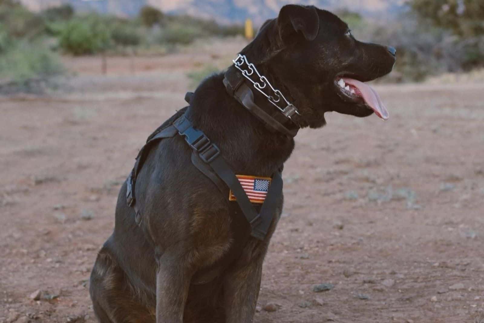 Cane Corso Rottweiler Mix: A Tough Hybrid With A Soft Heart