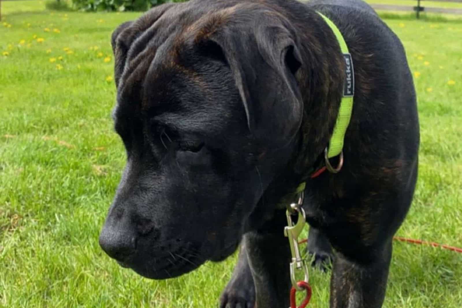 Cane Corso Rottweiler Mix