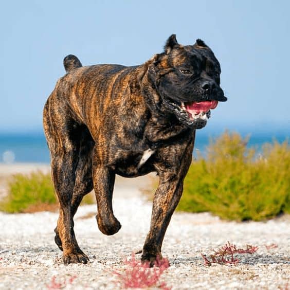 cane corso running