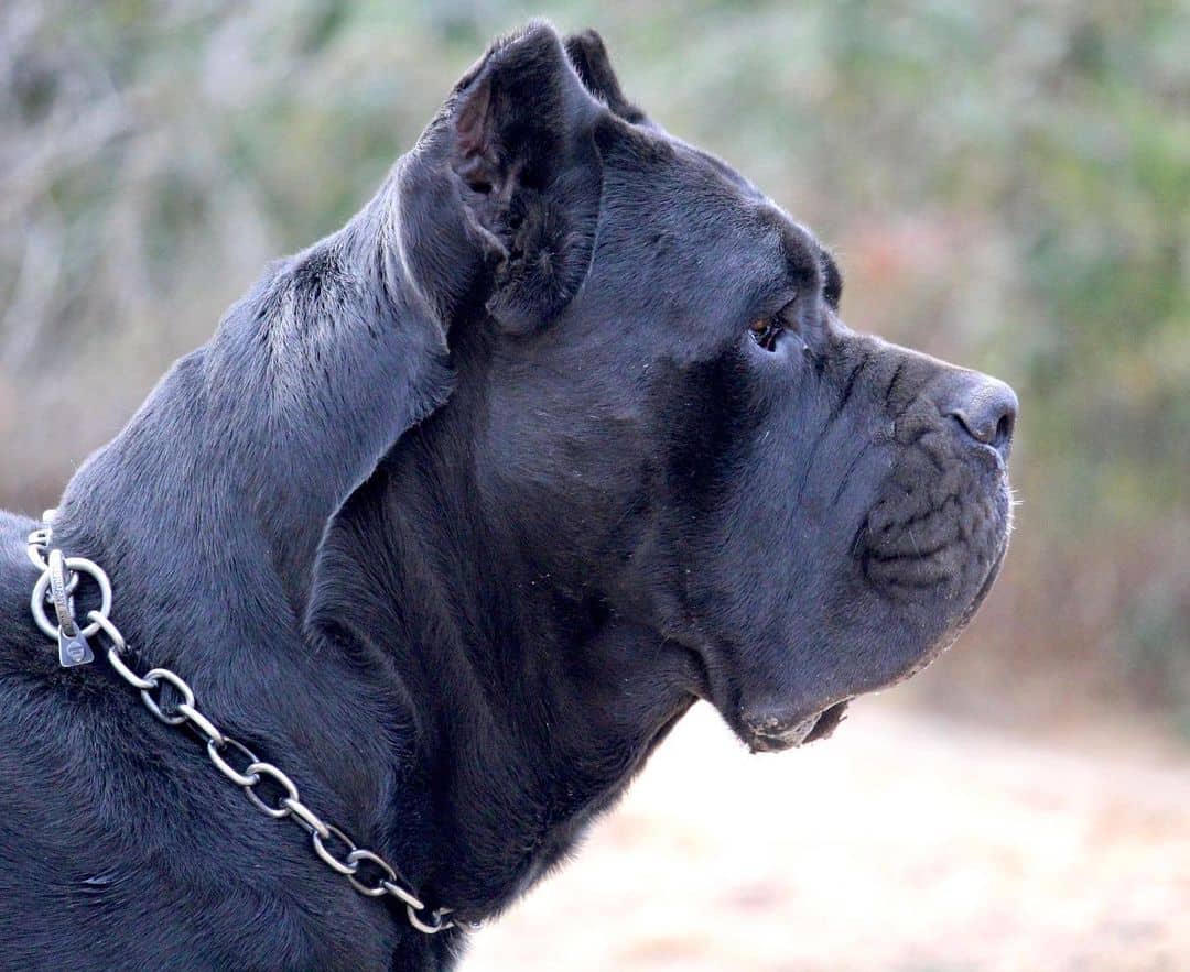 cane corso side profile