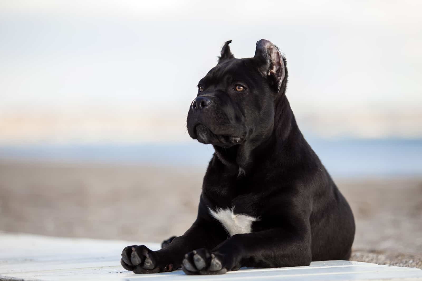 cane corso sitting on ground