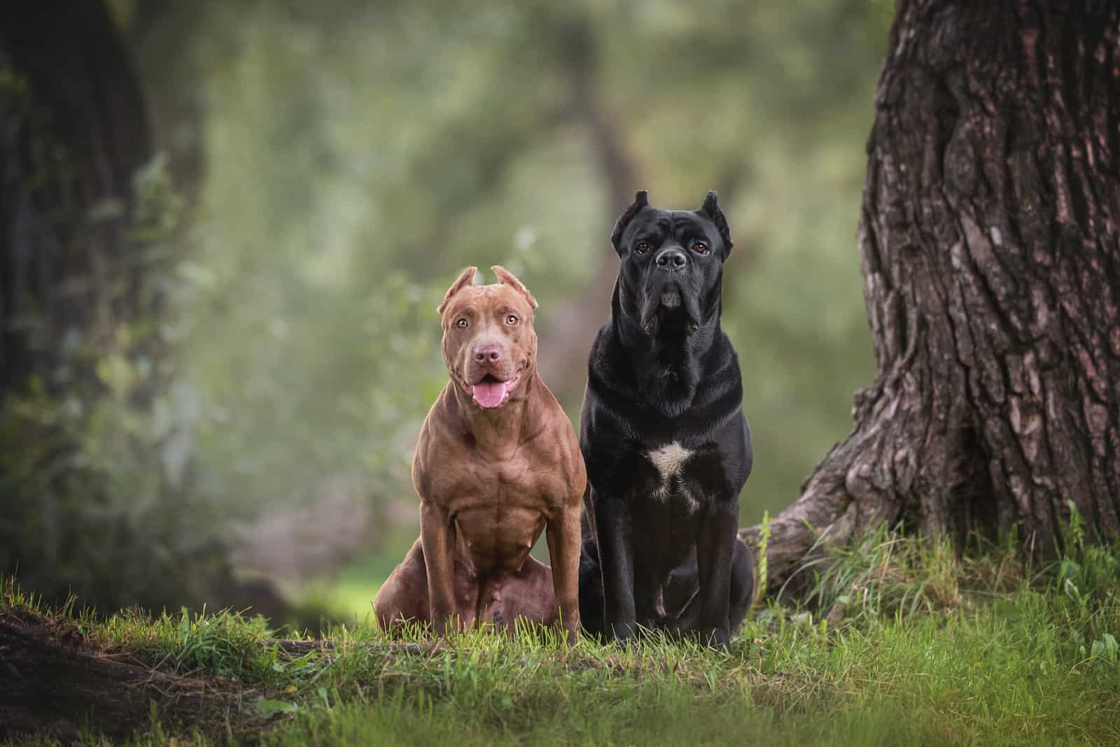 Cane Corso Vs. Pitbull: Which One Is The Best Dog For You?