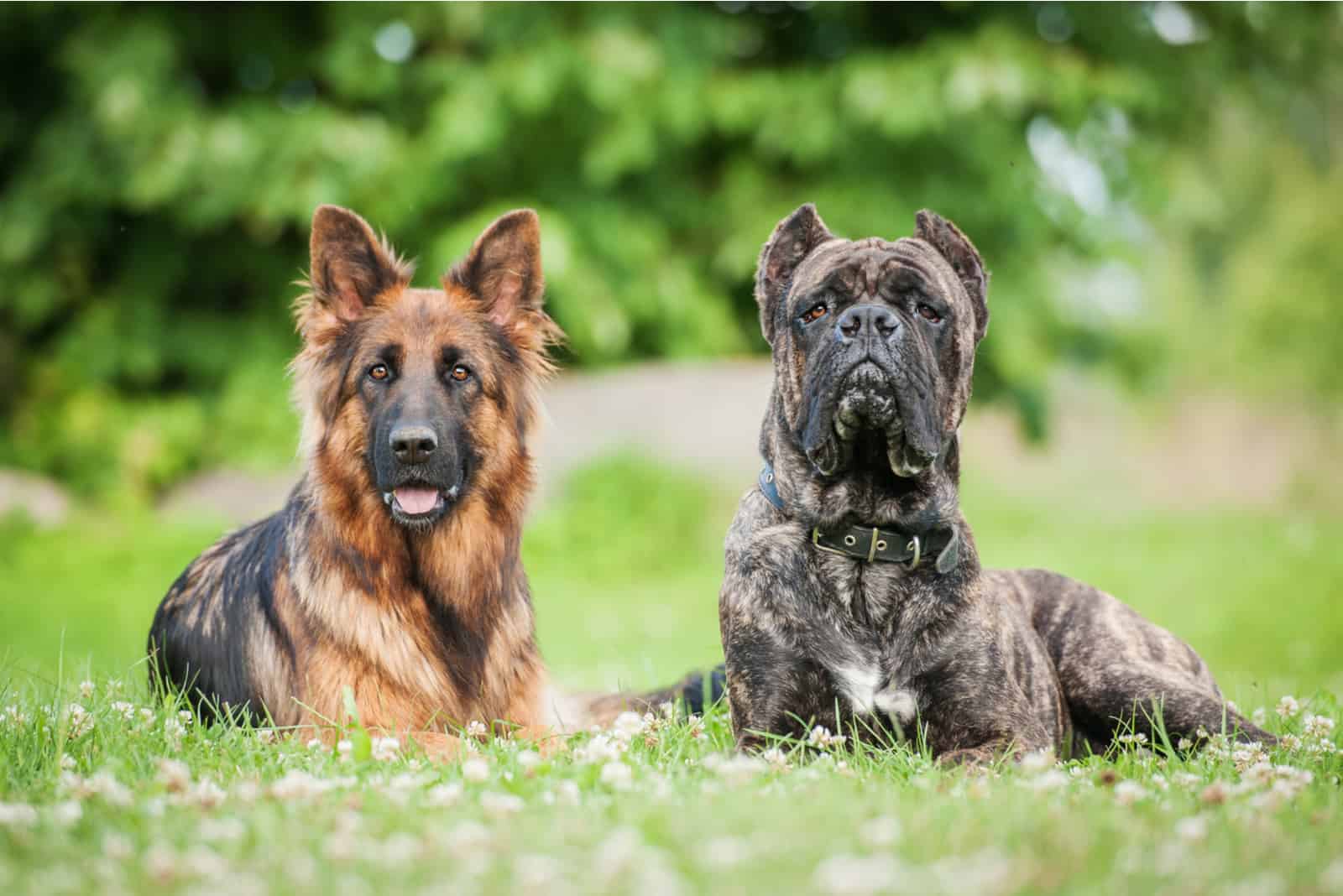 Cane Corso Vs German Shepherd: Who’s The Best Boy?