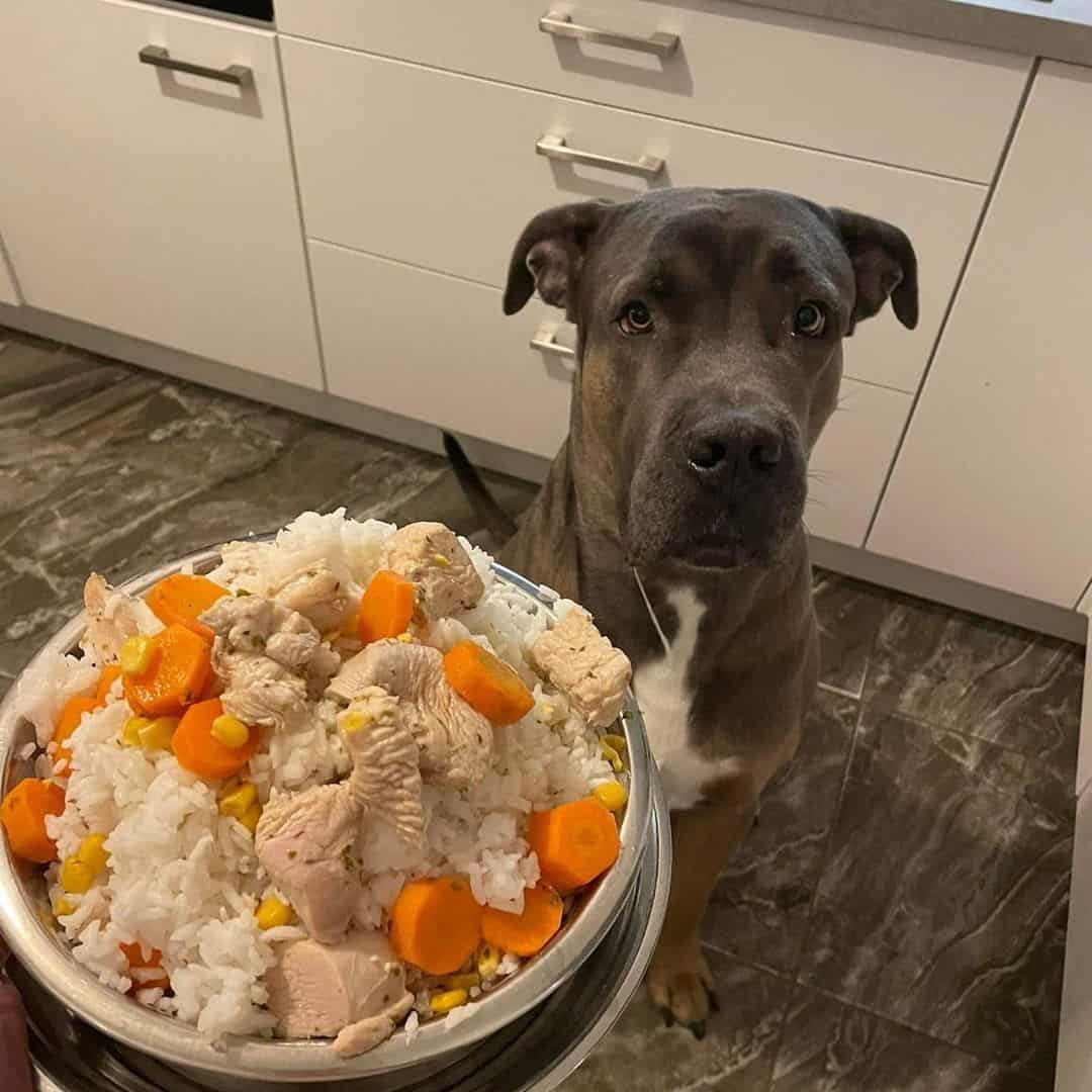 cane corso waiting for food