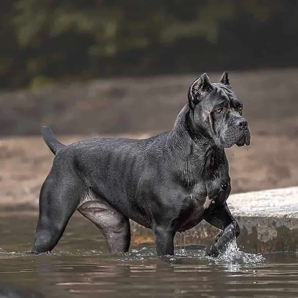 cane corso walking in lake