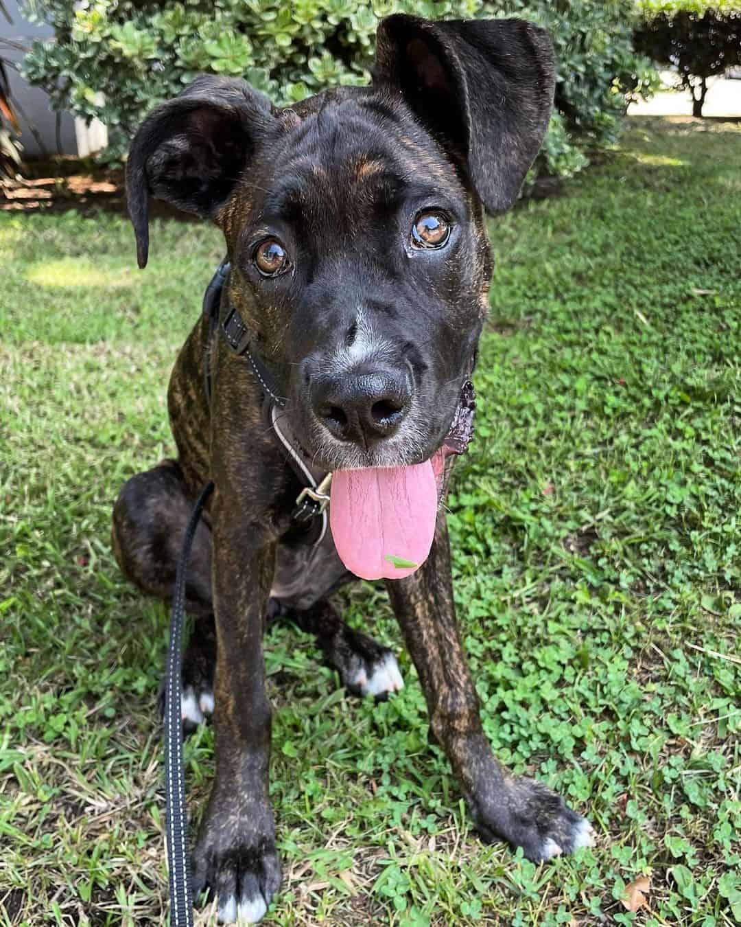 cane corso boxer mix