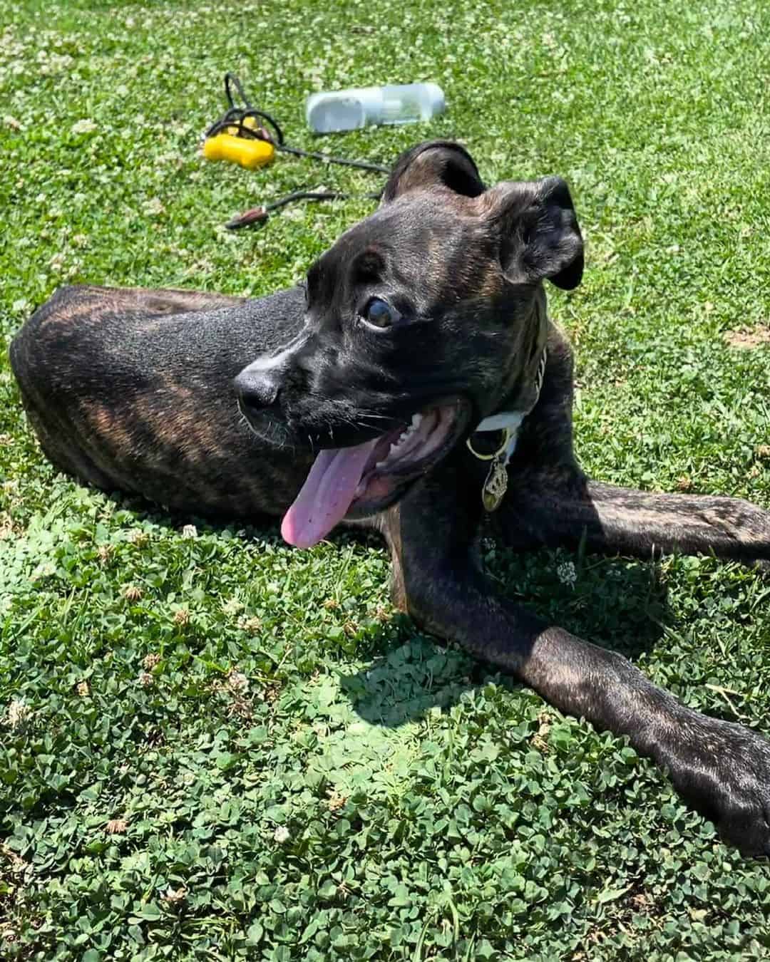 cane corxer resting on grass