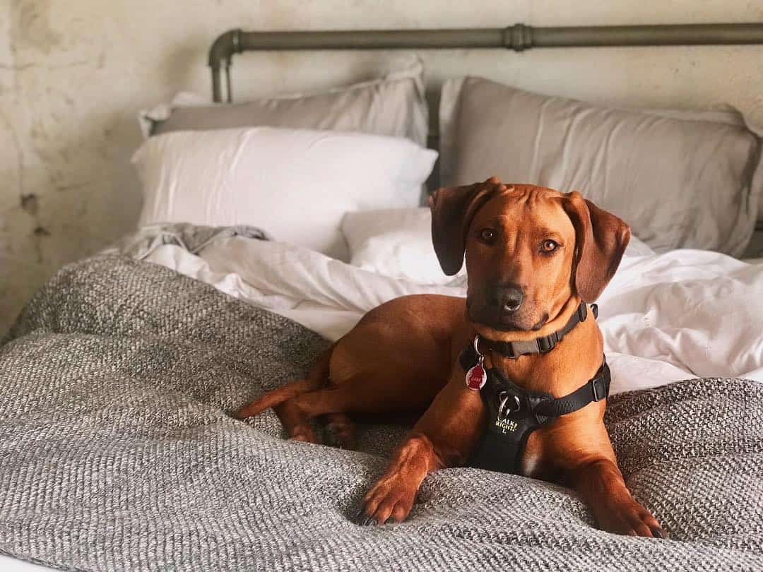 Cane Ridgeback lying on bed