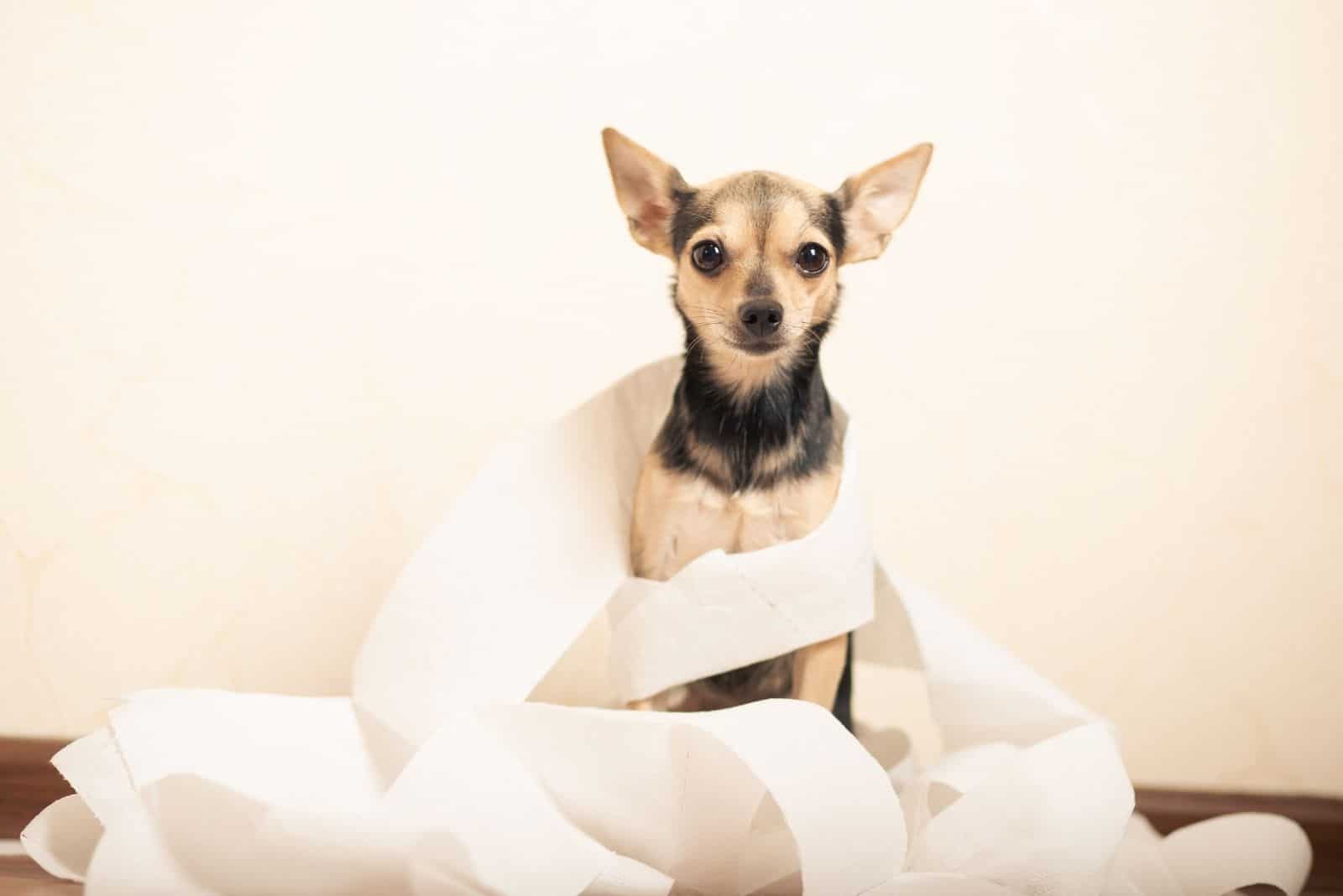 canine diarrhea concept with dog covered with toilet paper