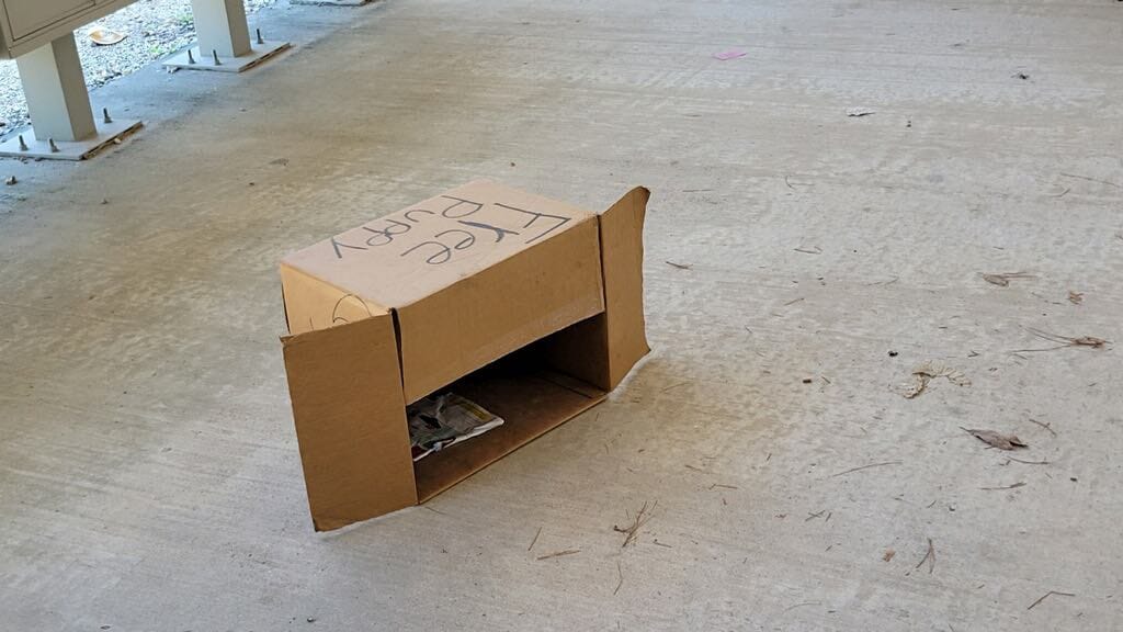 card box with a sign 'free puppy' written on it